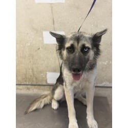 Photo of Juno, adoptable German Shorthaired Pointer Husky in Jurupa Valley, California