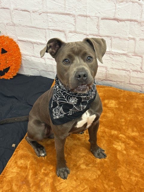 Photo of Alpha-Bits, adoptable Pit Bull Terrier in Detroit, Michigan