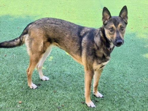 Photo of Sweety, adoptable German Shepherd Dog in Van Nuys, California