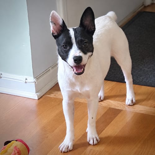 Photo of Fontina (TN), adoptable Rat Terrier in Atlanta, Georgia