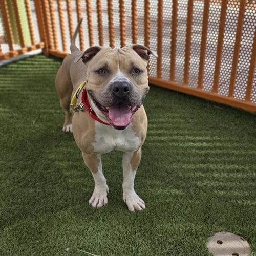 Photo of Raymond, adoptable Pit Bull Terrier in Las Vegas, Nevada