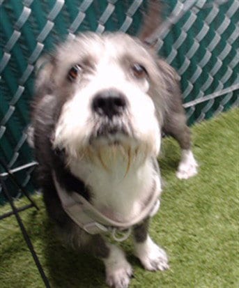 Photo of Ace, adoptable Miniature Schnauzer in Downey, California