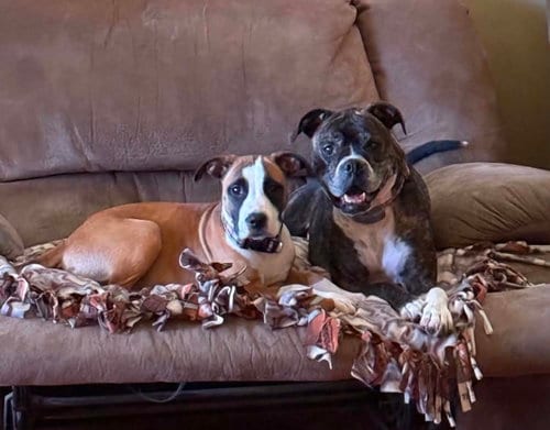 Photo of Lovebug aka Junebug, adoptable Boxer in Burnsville, Minnesota