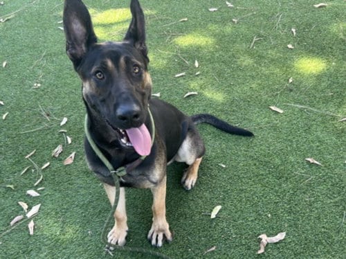 Photo of BO, adoptable German Shepherd Dog in Van Nuys, California