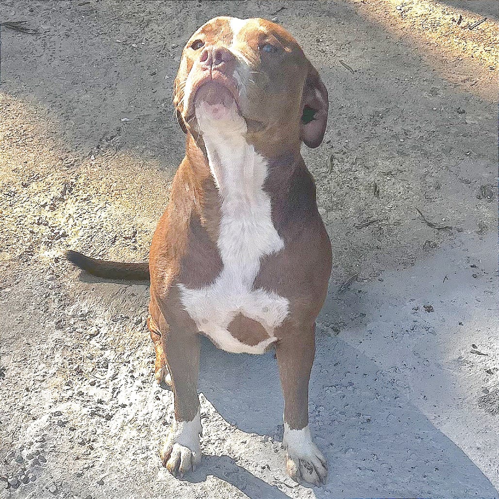 Photo of Pearl, adoptable Mixed Breed (Medium)