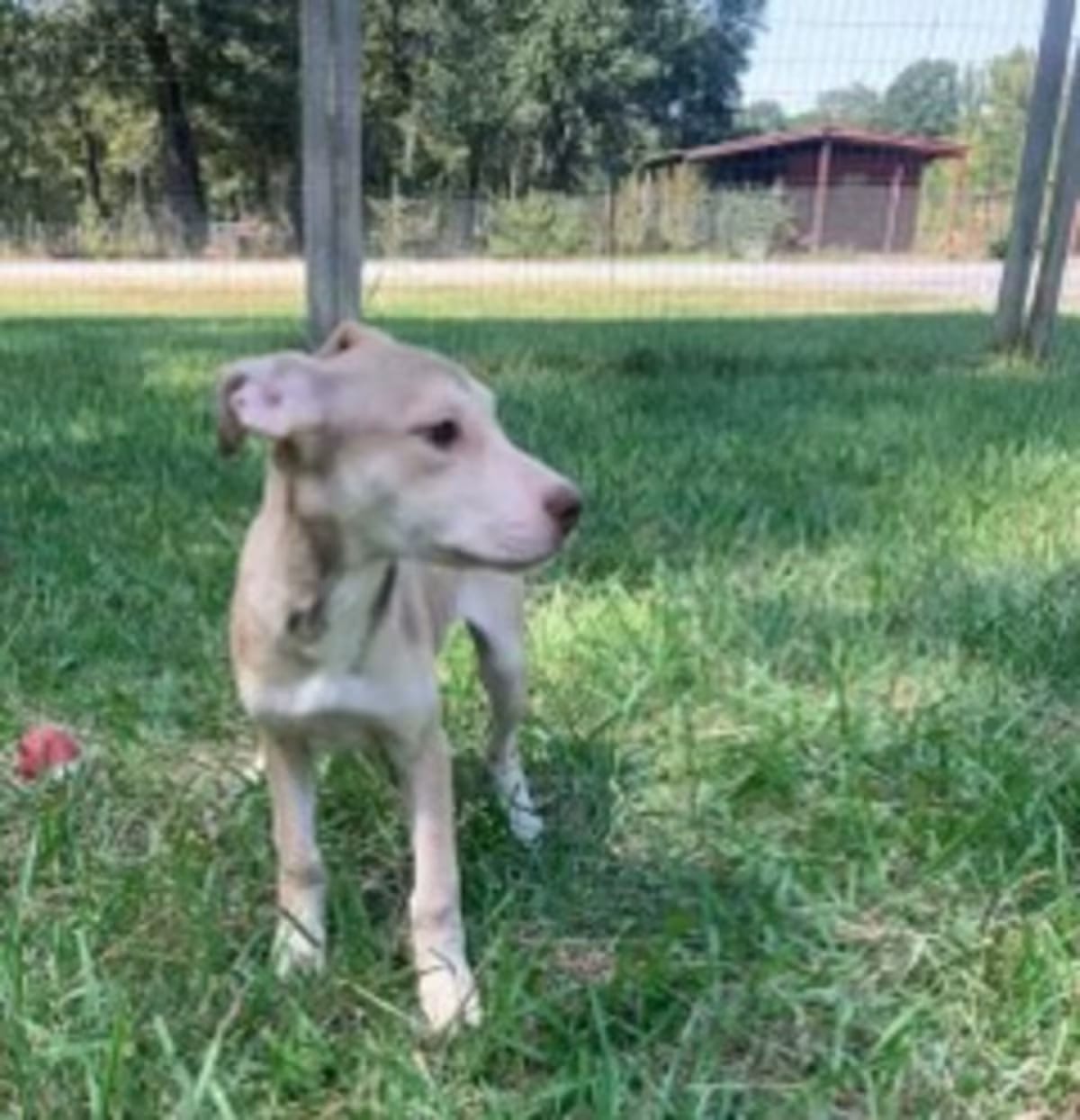 Photo of Karen, adoptable Hound (Unknown Type) in Medfield, Massachusetts