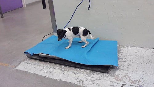Photo of Spot, adoptable Chihuahua in Houston, Texas