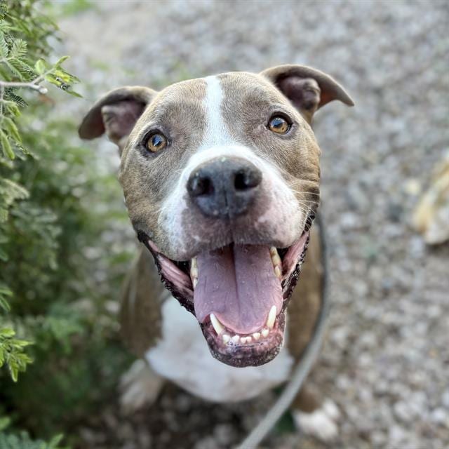 Photo of Roscoe, adoptable dog