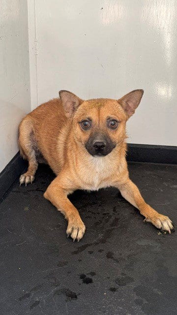 Photo of Odie, adoptable Chihuahua in Bakersfield, California