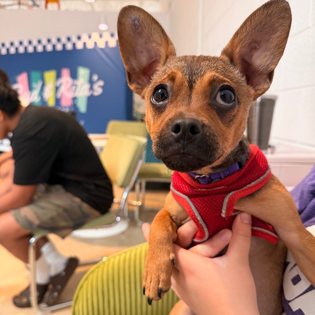 Photo of Trinity, adoptable Pug / Mixed Breed (Medium) in Chicago, Illinois