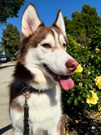 Photo of Ms. Worldwide, adoptable dog in Atlanta, Georgia
