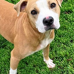 Photo of Malcom, adoptable American Pit Bull Terrier Hound (Unknown Type) in East Ridge, Tennessee