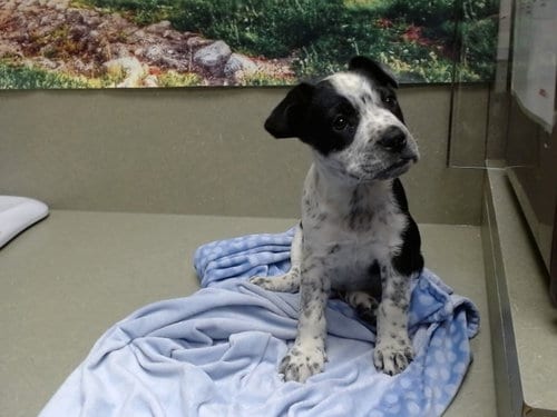 Photo of A554615, adoptable Australian Cattle Dog/Blue Heeler in Moreno Valley, California
