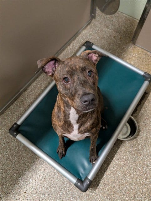 Photo of Millie, adoptable Plott Hound in Clyde, North Carolina
