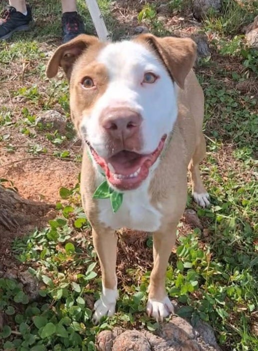 Photo of King, adoptable Pit Bull Terrier in Hartsville, South Carolina
