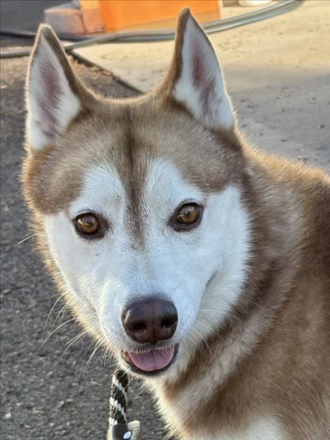 Photo of Syven, adoptable Husky in Los Angeles, California