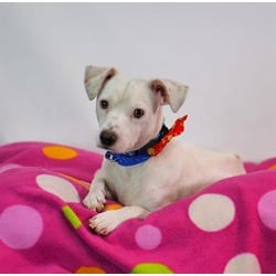 Photo of Tito, adoptable Terrier (Unknown Type, Medium) in Jurupa Valley, California