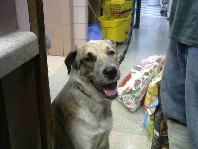 Photo of Utah, adoptable Australian Shepherd and Australian Cattle Dog in Chicago Ridge, Illinois
