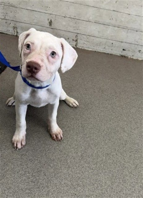 Photo of Frosty, adoptable Pit Bull Terrier in San Bernardino, California