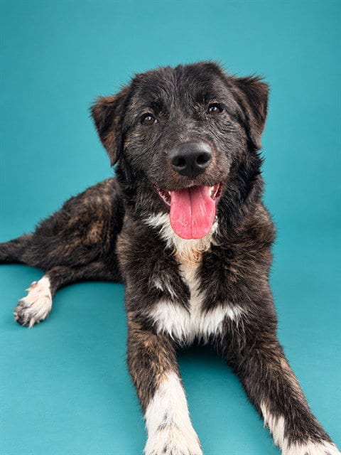 Photo of Willow, adoptable Anatolian Shepherd in Pearland, Texas