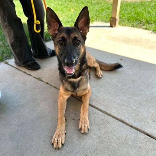 Photo of Diesel, adoptable German Shepherd Dog in Modesto, California