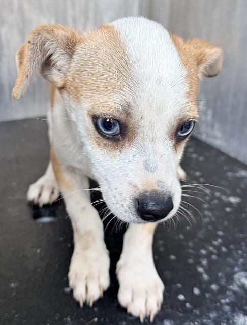 Photo of Mavis, adoptable Dachshund in San Antonio, Texas