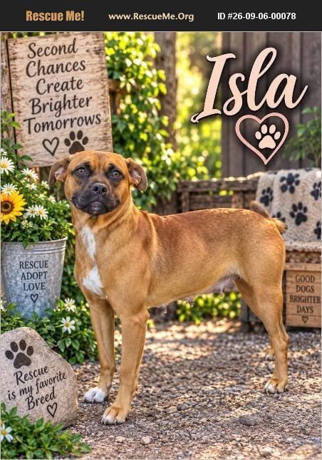 Photo of Isla, adoptable Boxer in Benton, Pennsylvania