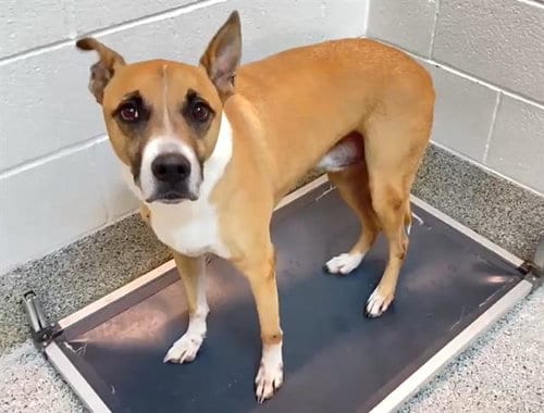Photo of Lincoln, adoptable Boxer in Houston, Texas
