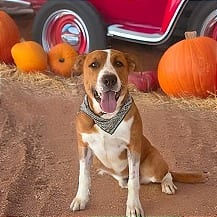 Photo of Kyle, adoptable Terrier, Pit Bull / Mix in Weatherford, Texas