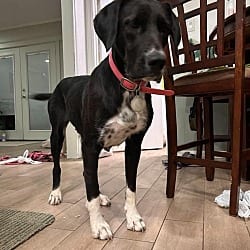 Photo of Birdie, adoptable Great Dane Labrador Retriever in Bullard, Texas