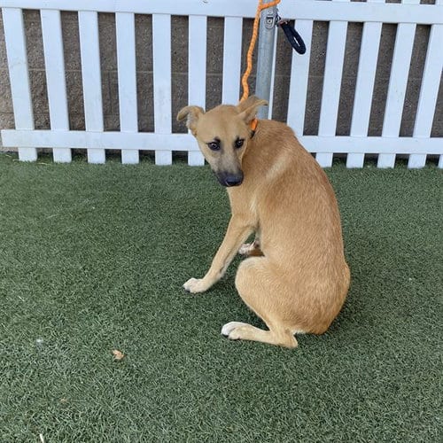 Photo of A614658, adoptable German Shepherd Dog in Modesto, California