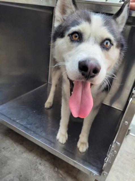 Photo of Murdock, adoptable Siberian Husky in San Pedro, California