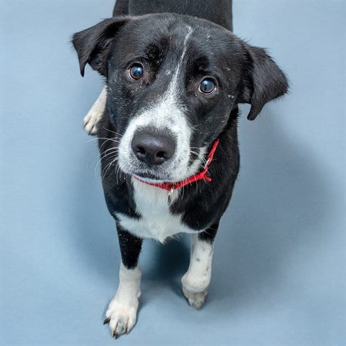 Photo of Finn, adoptable Labrador Retriever in St Louis, Missouri