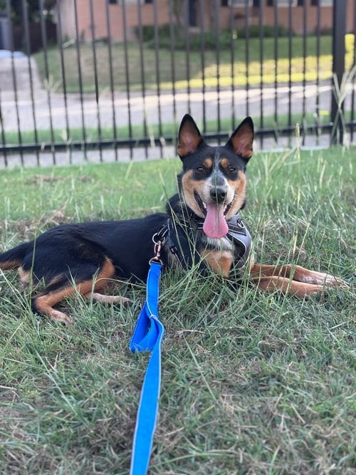 Photo of Enzo, adoptable Australian Shepherd in Dallas, Texas