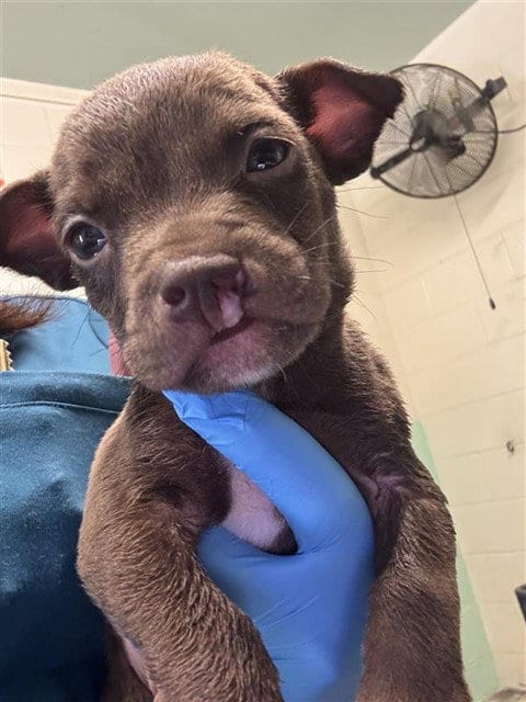 Photo of Sheldon, adoptable Pit Bull Terrier in Sacramento, California