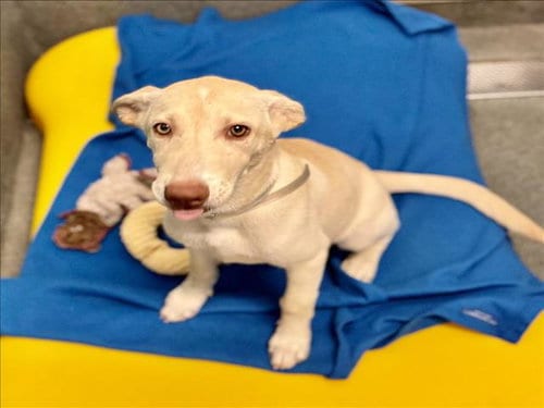 Photo of Hanna, adoptable German Shepherd Dog in Houston, Texas