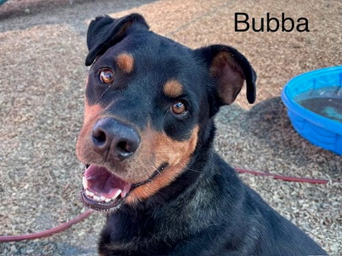 Photo of Bubba, adoptable Rottweiler in Albuquerque, New Mexico