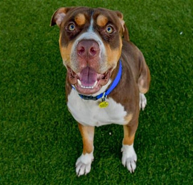 Photo of Marty, adoptable American Bulldog