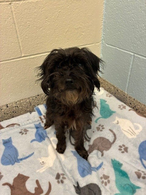 Photo of Josie, adoptable Terrier in Brighton, Colorado