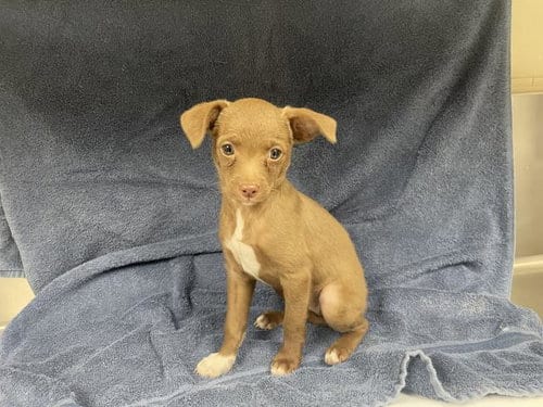 Photo of Fawn, adoptable Chihuahua in HESPERIA, California