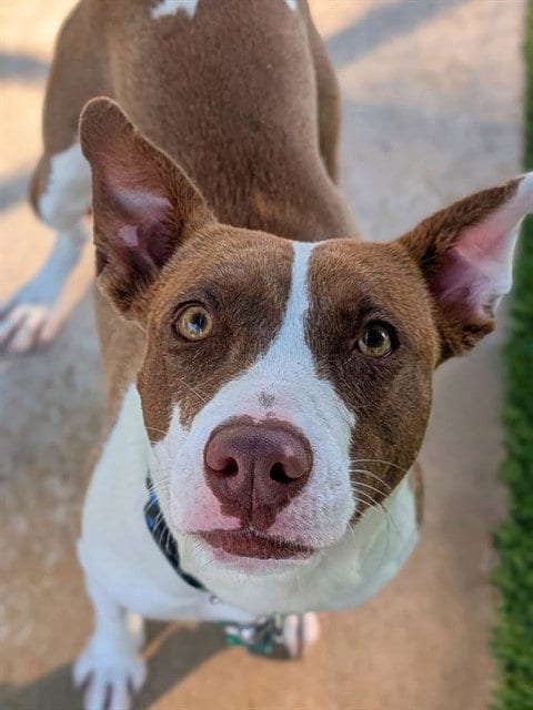 Photo of Batgirl, adoptable Staffordshire Bull Terrier in Agoura, California