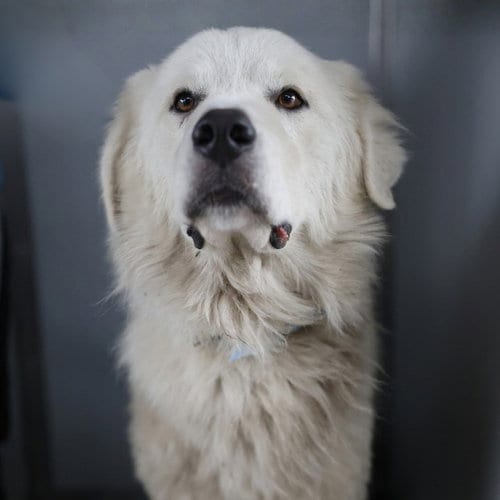 Photo of Neptune, adoptable Great Pyrenees in San Antonio, Texas
