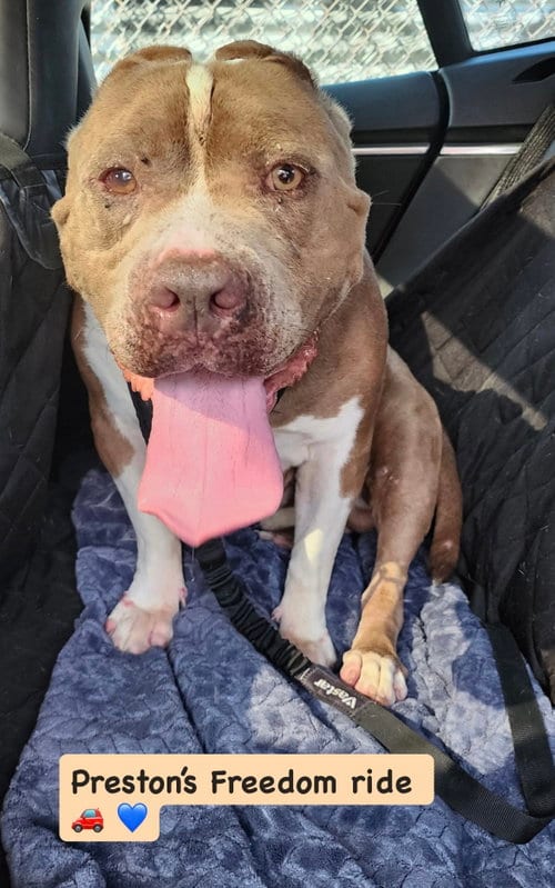Photo of Preston, adoptable American Staffordshire Terrier in San Diego, California