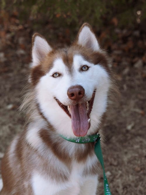 Photo of Willem, adoptable Siberian Husky in Carrollton, Texas