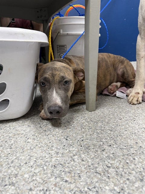 Photo of Potato, adoptable American Pit Bull Terrier in Pasadena, Texas
