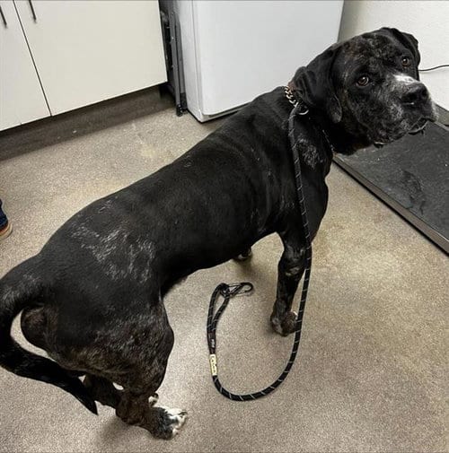 Photo of Bane, adoptable Great Dane in HESPERIA, California