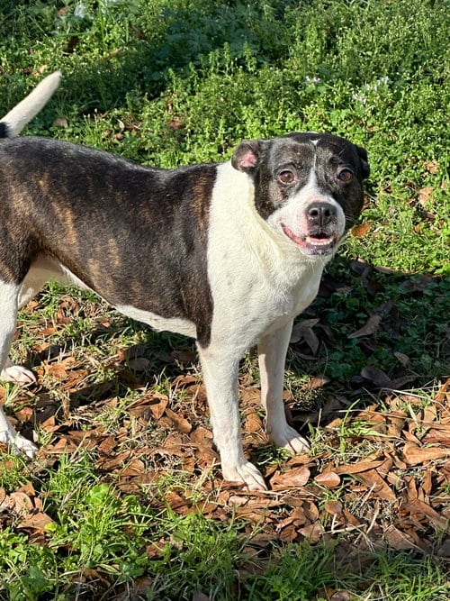 Photo of Minnie Mouse, adoptable Feist in Jackson, Mississippi