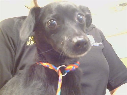 Photo of Scarlet, adoptable Chihuahua in Sacramento, California