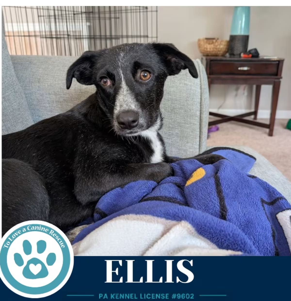 Photo of Ellis 100326, adoptable Border Collie/Cattle Dog in Kimberton, Pennsylvania