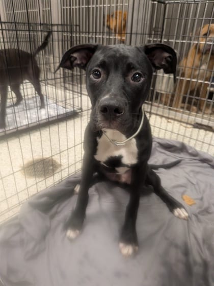 Photo of Titus, adoptable dog in Atlanta, Georgia